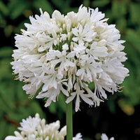 Heirloom Non-GMO Agapanthus Flower Seeds for Planting – Lily of the Nile Elegant Garden Blooms