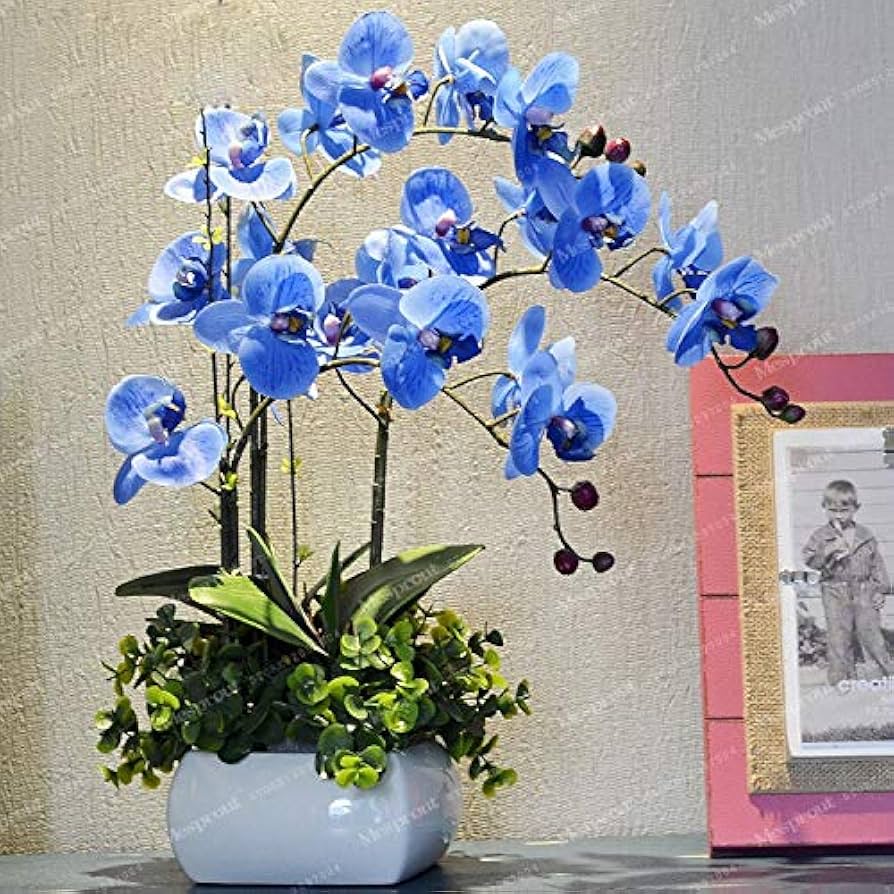 Rare Butterfly Orchid Indoor Flower - for planting in home garden