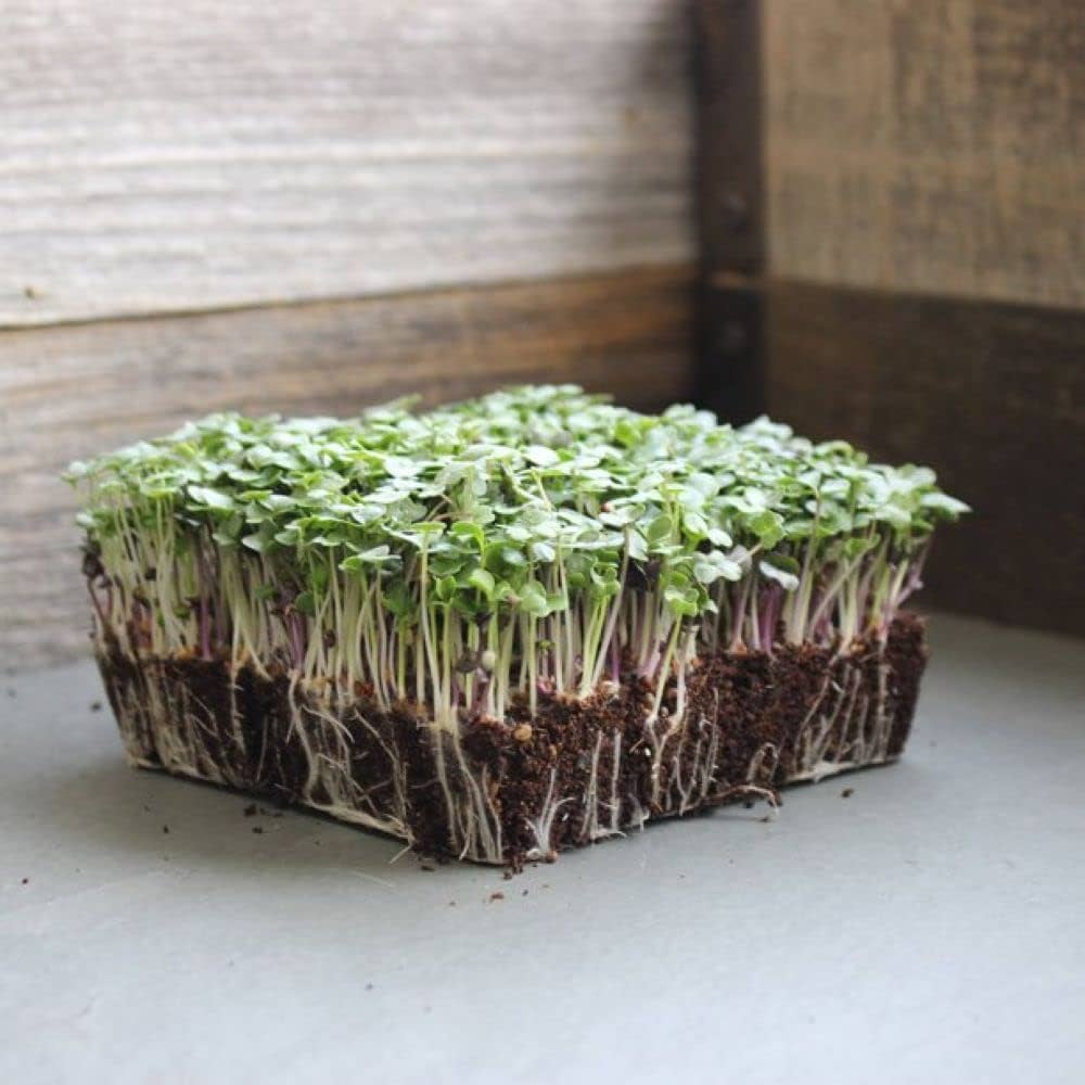 Mild Micro Mix – Organic Microgreen Seed