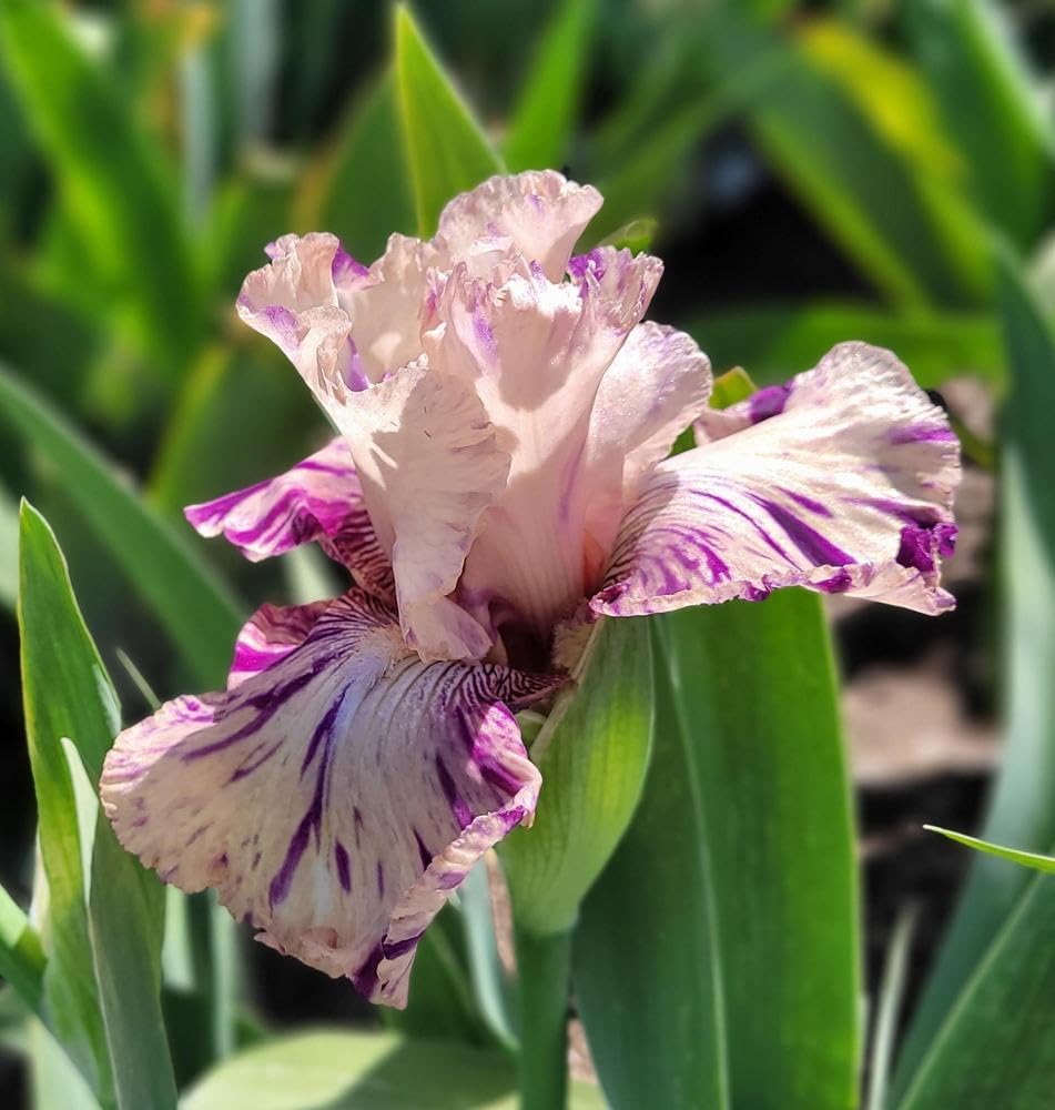 Peach Jam Reblooming Bearded Iris Seeds