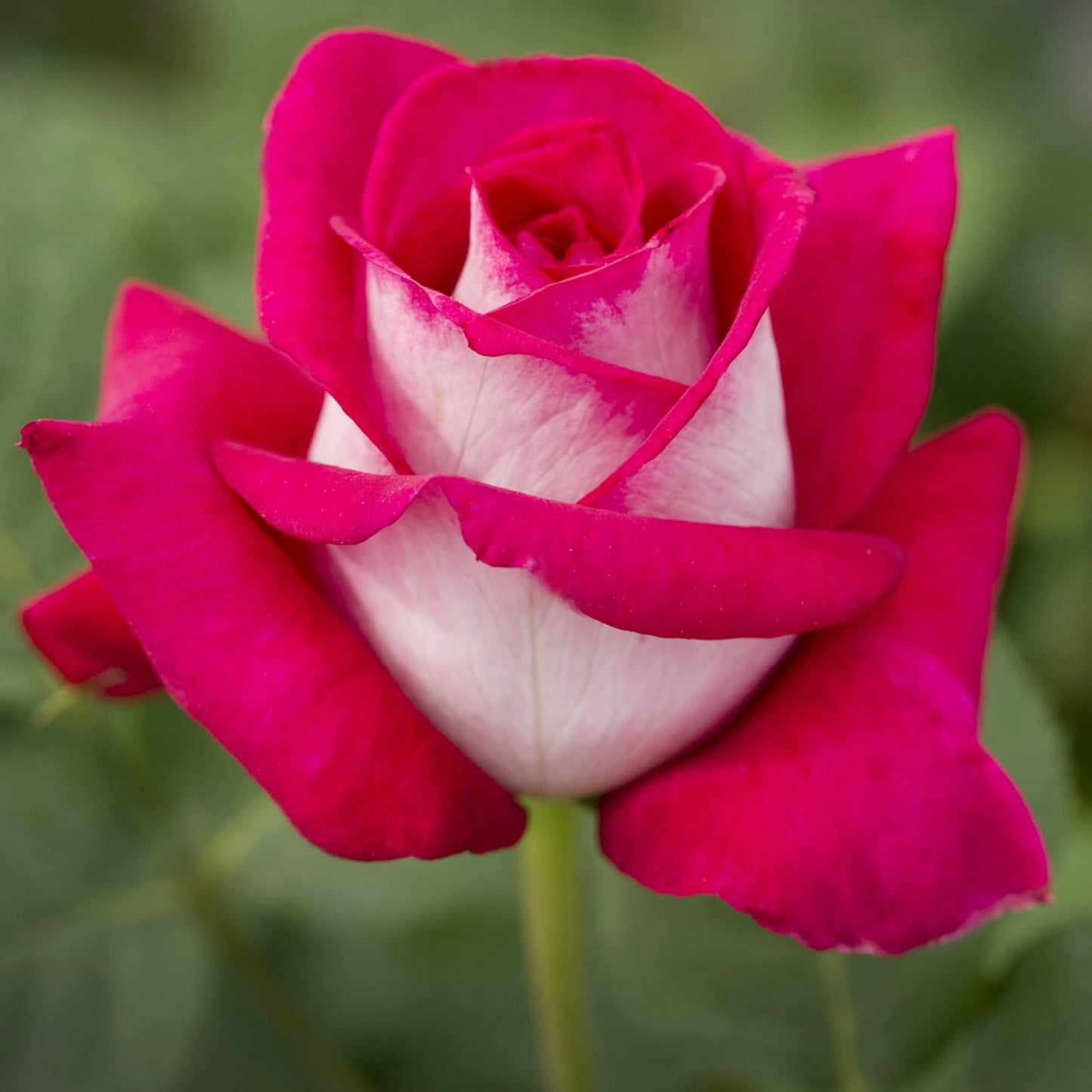 Picture Perfect Hybrid Tea Rose