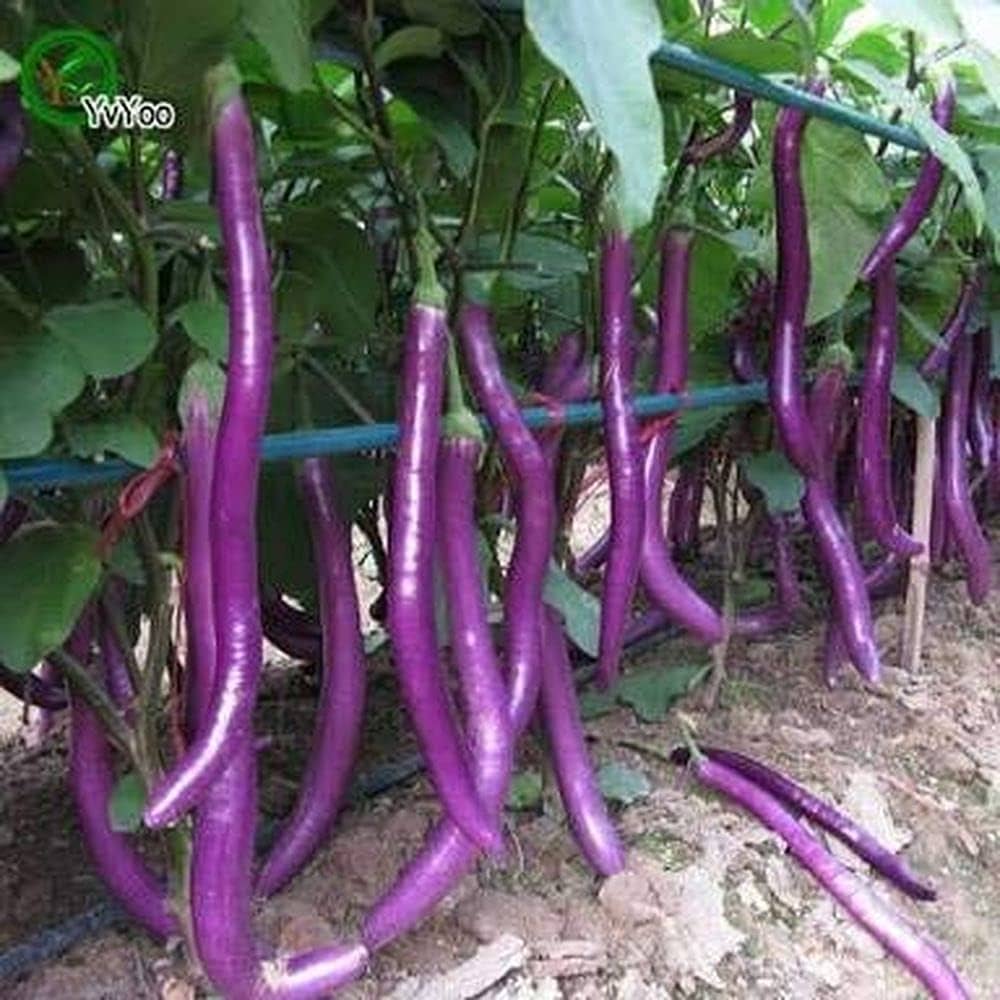 Hangzhou red long eggplant plant grown from seeds with elongated, glossy red-purple fruits