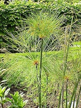 Heirloom Papyrus Plant Seeds for Planting 100 - Papyrus for planting in home garden