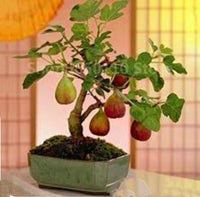 Fig Tree Seeds Black Sweet Fruit Shrub Bonsai for Growing Sweet, Mediterranean Figs, Heirloom Fig Seeds