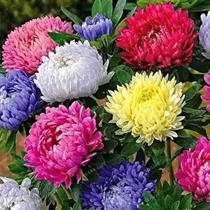Colorful Chrysanthemum Flower - for planting in home garden