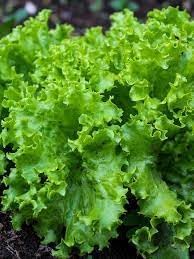 Lettuce Lactuca sativa seeds for garden planting