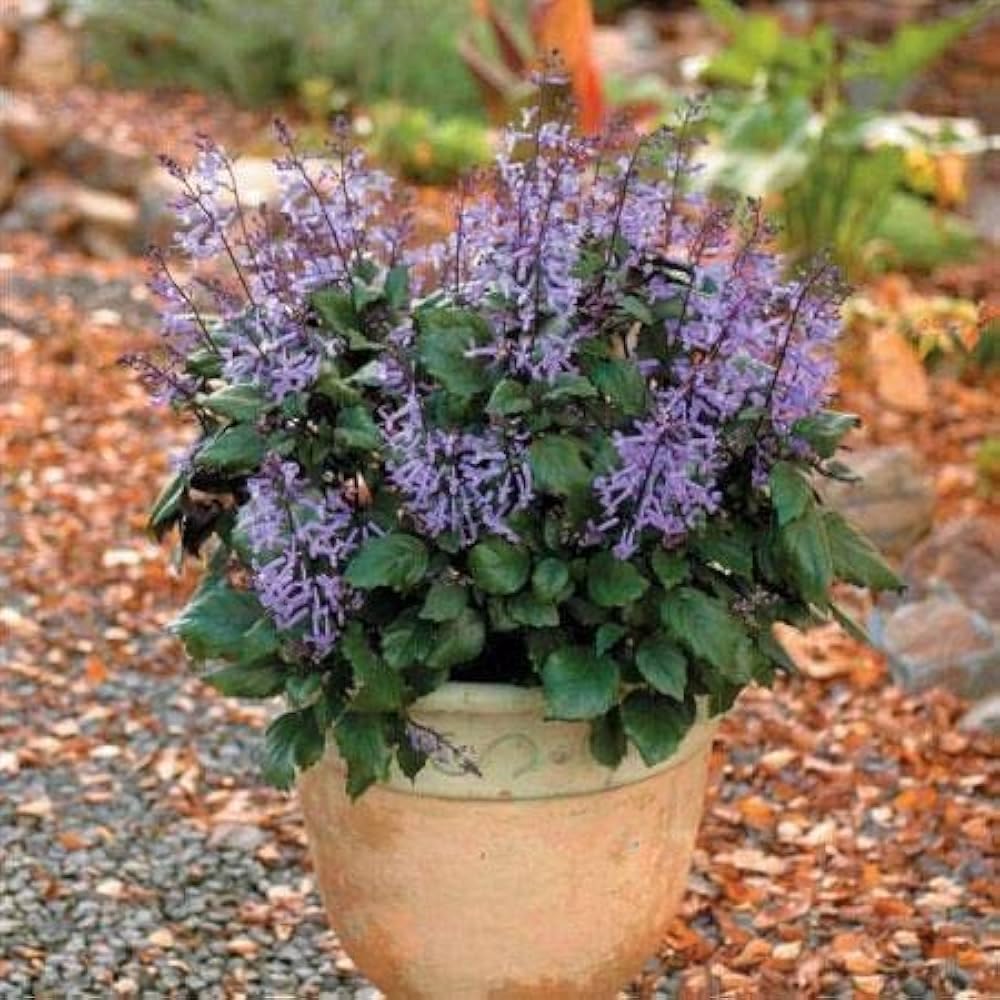 Lavender flower Lavandula angustifolia seeds for planting in indoor pots, herb spirals, or balcony gardens