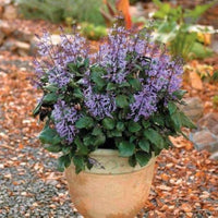 Lavender flower Lavandula angustifolia seeds for planting in indoor pots, herb spirals, or balcony gardens