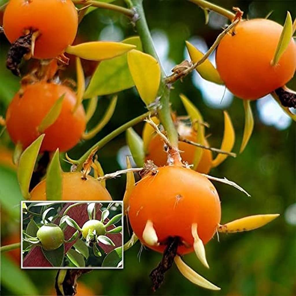 Calypso - Orange for planting in home garden
