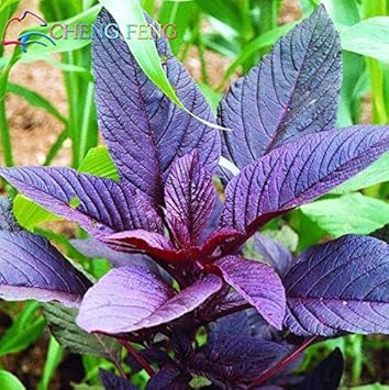Violet Callaloo Amaranthus spp. seeds for garden planting