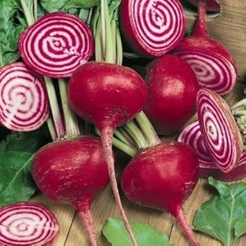 Red Chioggia Beet Beta vulgaris for planting in home garden