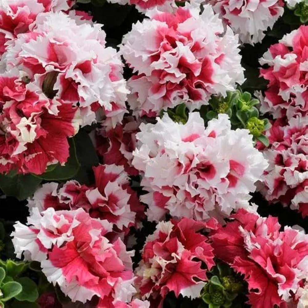 Petunia Double Petal Perennial Flower - for planting in home garden