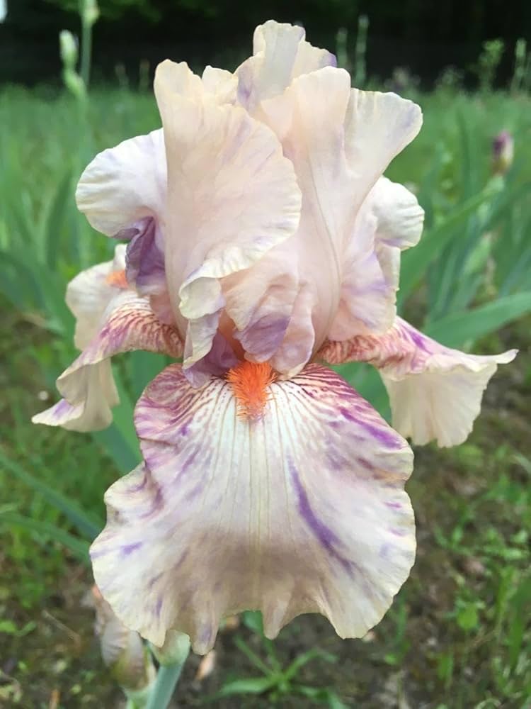 Peach Jam Reblooming Bearded Iris Seeds