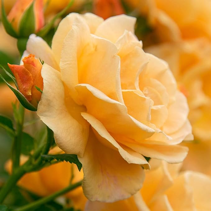 Orange Freedom Rose
