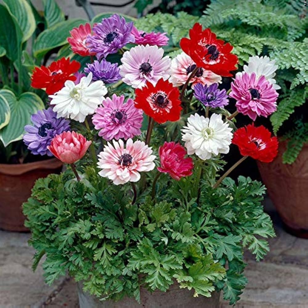 Double-flowered Anemone Seeds (Mixed Colors)