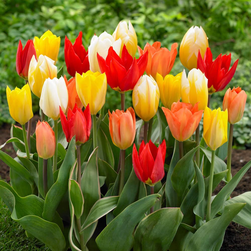 Fosteriana Tulip Mixture Seeds