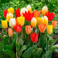 Fosteriana Tulip Mixture Seeds