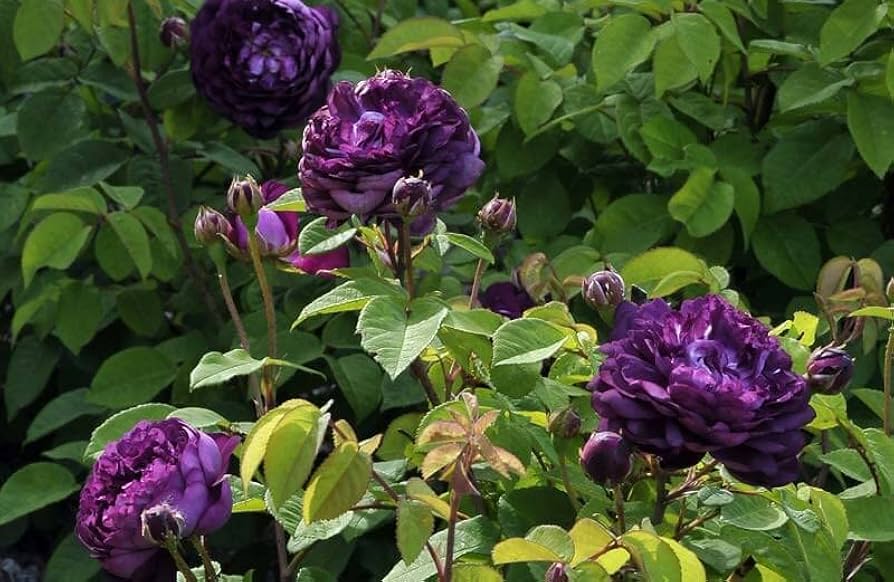 Climbing Rose Rosa setigera Flower Seeds for Planting Rare Purple Variety in Backyard Garden