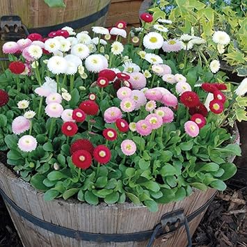 Bellis (Bellis scientific name) for planting in garden