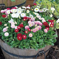 Bellis (Bellis scientific name) for planting in garden