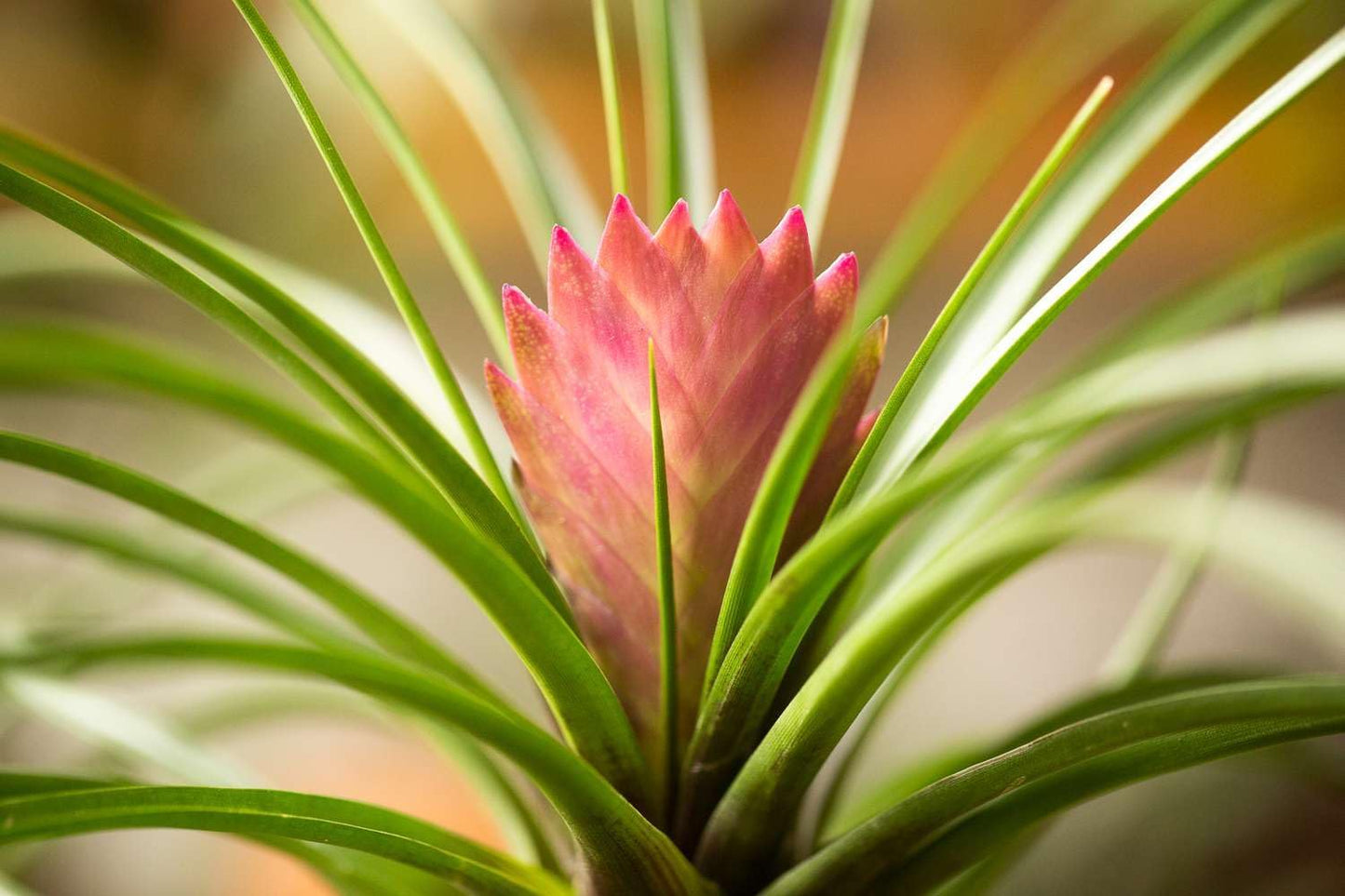 Heirloom Non-GMO Tillandsia Cyanea Flower Seeds for Planting – Pink Quill Air Plant Blooms - Non-GMO for planting in home garden