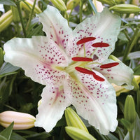 Pure White Lily Flower Seeds for Indoor and Outdoor Perennial Planting Chocolate