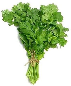 Celery Smallage Vegetable Seeds for Planting, heirloom & Non-GMO Seeds