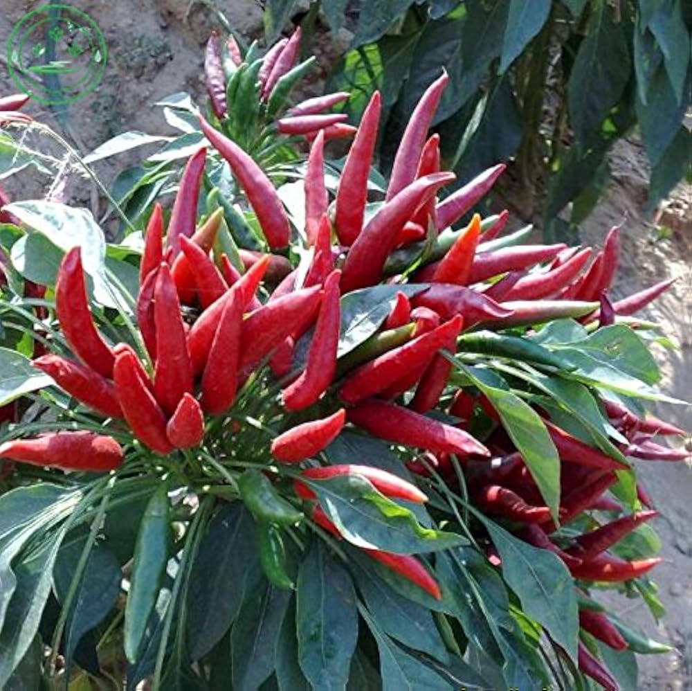 Golden (Cayenne Pepper) for planting in garden