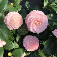 Pink Camellia Elegant Garden Flower Seeds