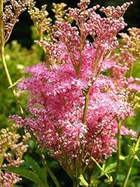 Pink Filipendula Rubra Flower Seeds for Planting - 100 pcs