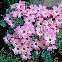 Oxalis Laciniata White Pink Seeds – Organic, Heirloom, Non-GMO Flower Seeds for Planting