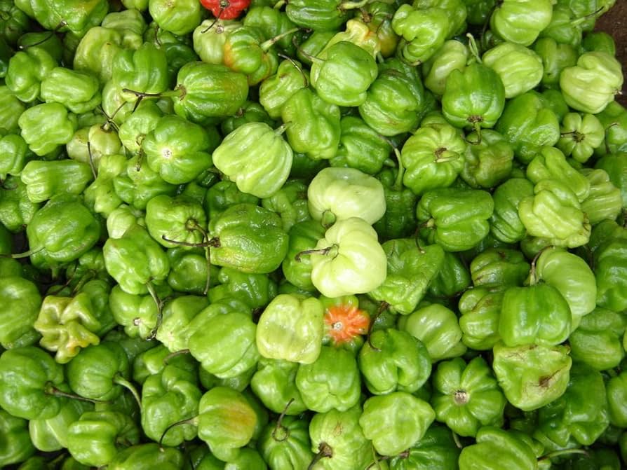 Aji (Chombo Pepper) for planting in garden