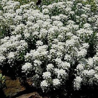 Heirloom White Candytuft Snow Flower Seeds, Non-GMO Ground Cover Blooms for Planting