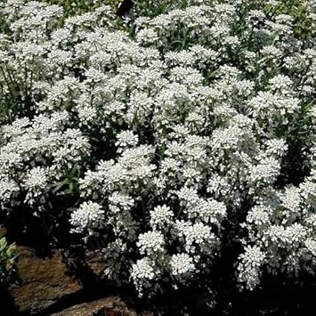 Heirloom White Candytuft Snow Flower Seeds, Non-GMO Ground Cover Blooms for Planting
