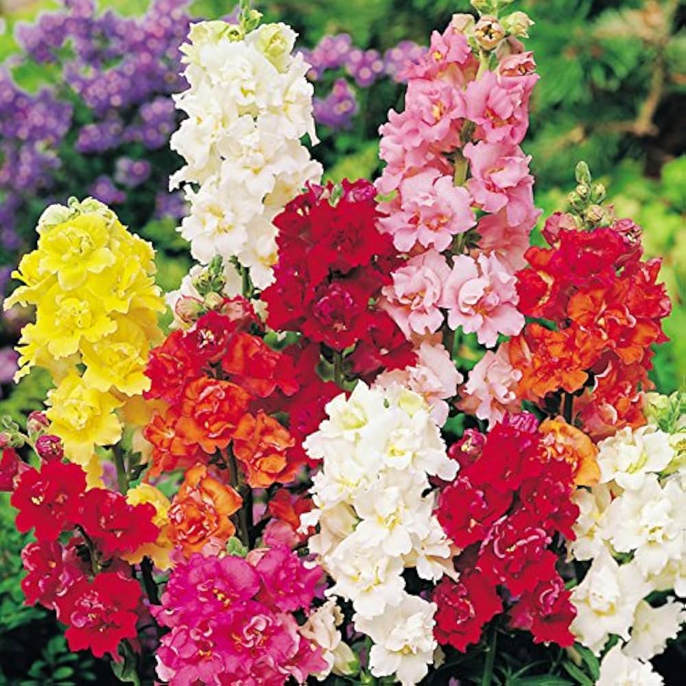 Antirrhinum 'Madame Butterfly' Hybrid Mix seeds producing snapdragon flowers with frilled double blooms in a mix of soft pastel and bright garden shades
