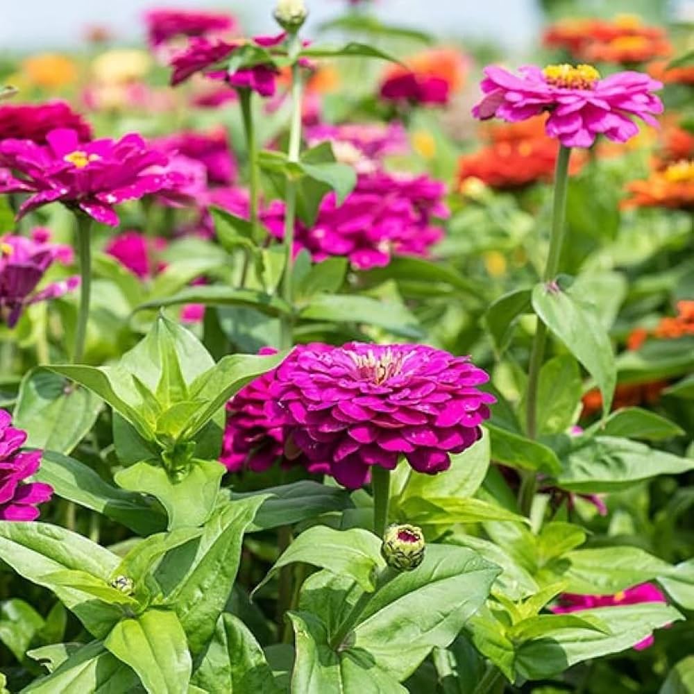 Zinnia Purple Prince seeds growing into bushy plants with rich purple, double-layered blooms ideal for vibrant garden displays