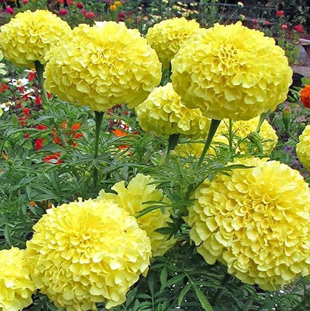 Tagetes Mix marigold flowers grown from seeds with vibrant yellow, orange, and red blooms