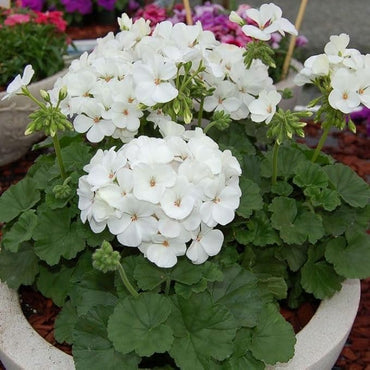White Pelargonium Flower Seeds – Heirloom & Non-GMO Seeds for Garden Planting
