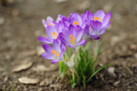 Crocus Flower Seeds for Planting, 100 - Flower for planting in home garden