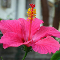 Giant Hibiscus Multicolor Flower Seeds for Outdoor Garden Planting