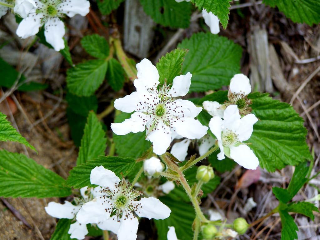 Heirloom Non-GMO Rubus Cuneifolius Flower Seeds for Planting – Wildflower with Edible Fruit Blooms