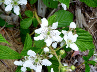 Heirloom Non-GMO Rubus Cuneifolius Flower Seeds for Planting – Wildflower with Edible Fruit Blooms - Non-GMO for planting in home garden
