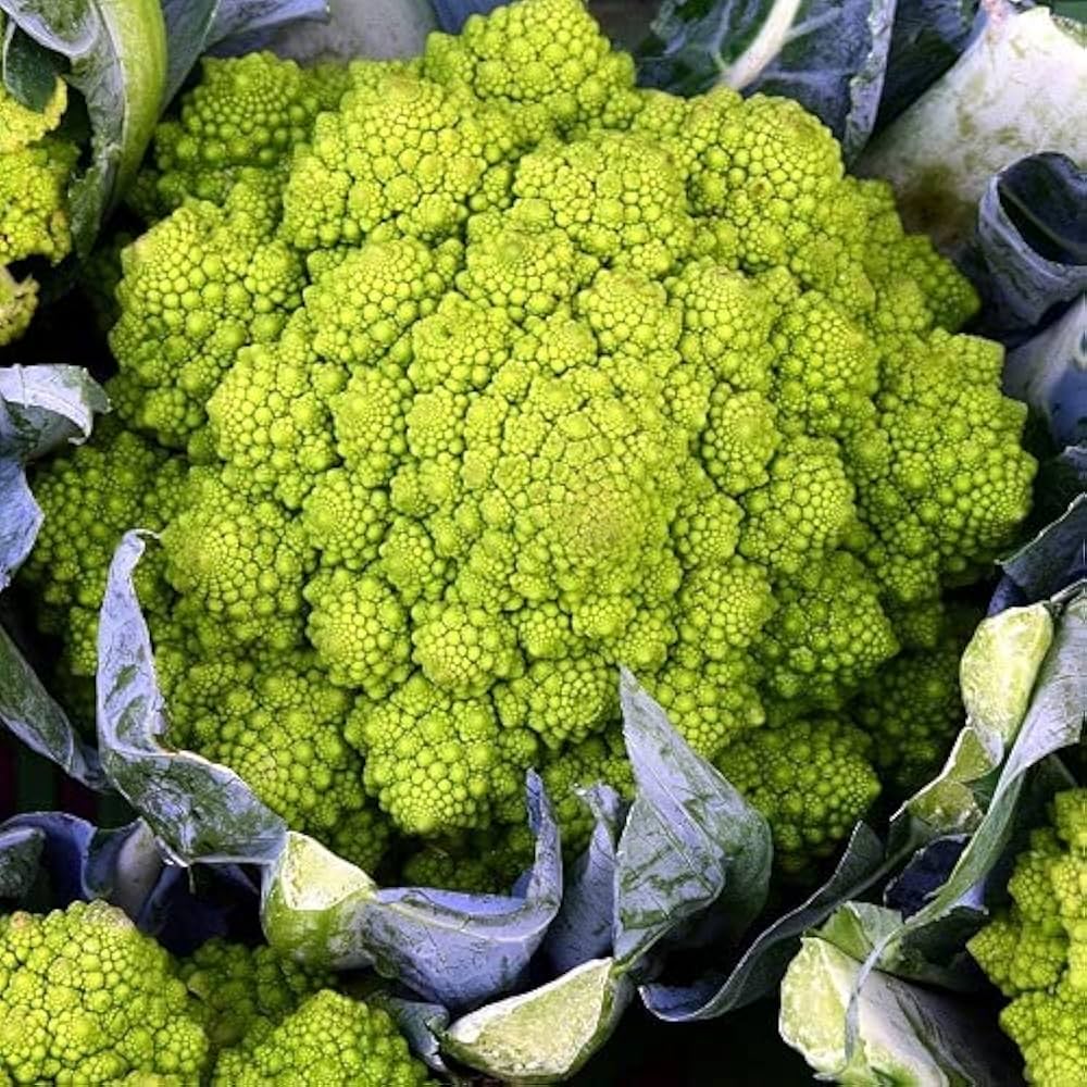Romanesco broccoli grown from organic seeds with fractal-shaped green heads and nutty flavor