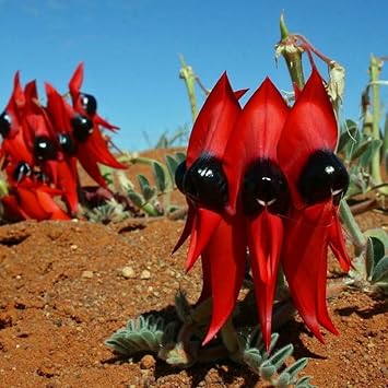 Swainsona Flower Seeds Heirloom Non GMO Planting - 100 for planting in home garden