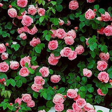 Rosa Seeds Climbing Rose Flower Seeds for Planting in Garden Arches and Trellises