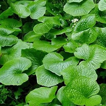 Daruma Wasabi Eutrema japonicum seeds for planting