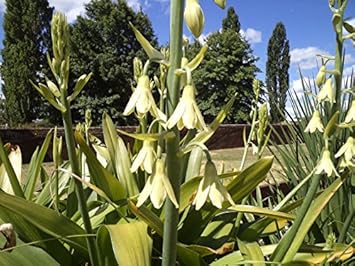 Galtonia Viridiflora Seeds for Planting – Organic, Heirloom, Non-GMO Flower Seeds