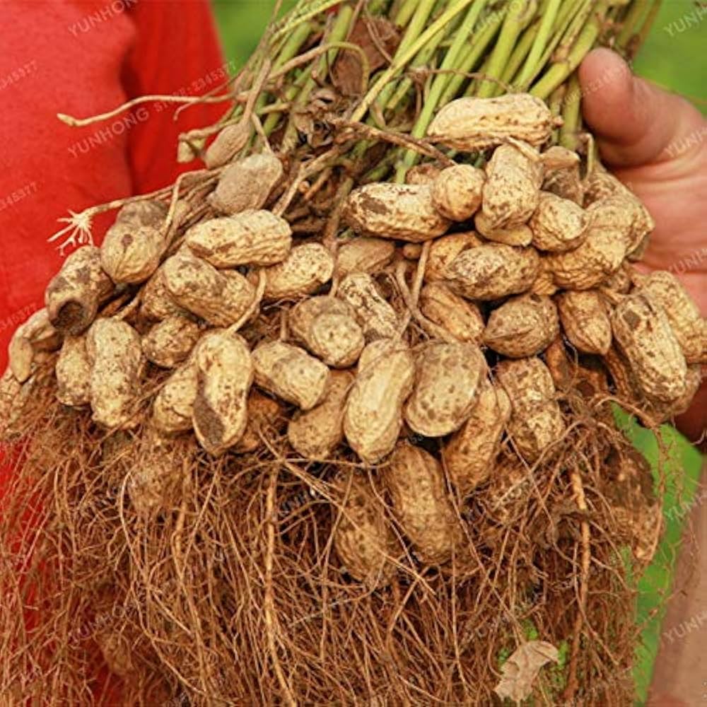 Organic peanut bonsai seeds (Arachis hypogaea) growing into miniature plants with underground peanuts and small yellow flowers