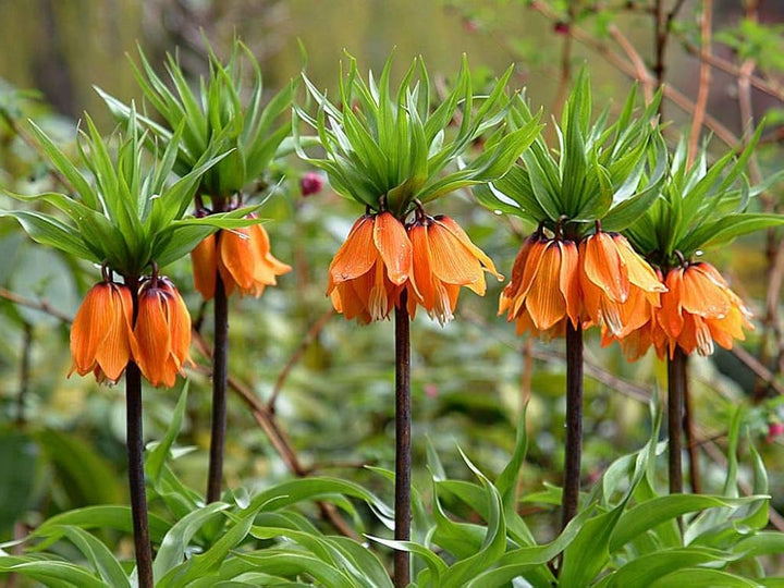 Heirloom Non-GMO Fritillaria Imperialis Flower Seeds for Planting – Tall Exotic Spring Garden Blooms