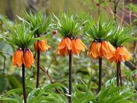Heirloom Non-GMO Fritillaria Imperialis Flower Seeds for Planting – Tall Exotic Spring Garden Blooms